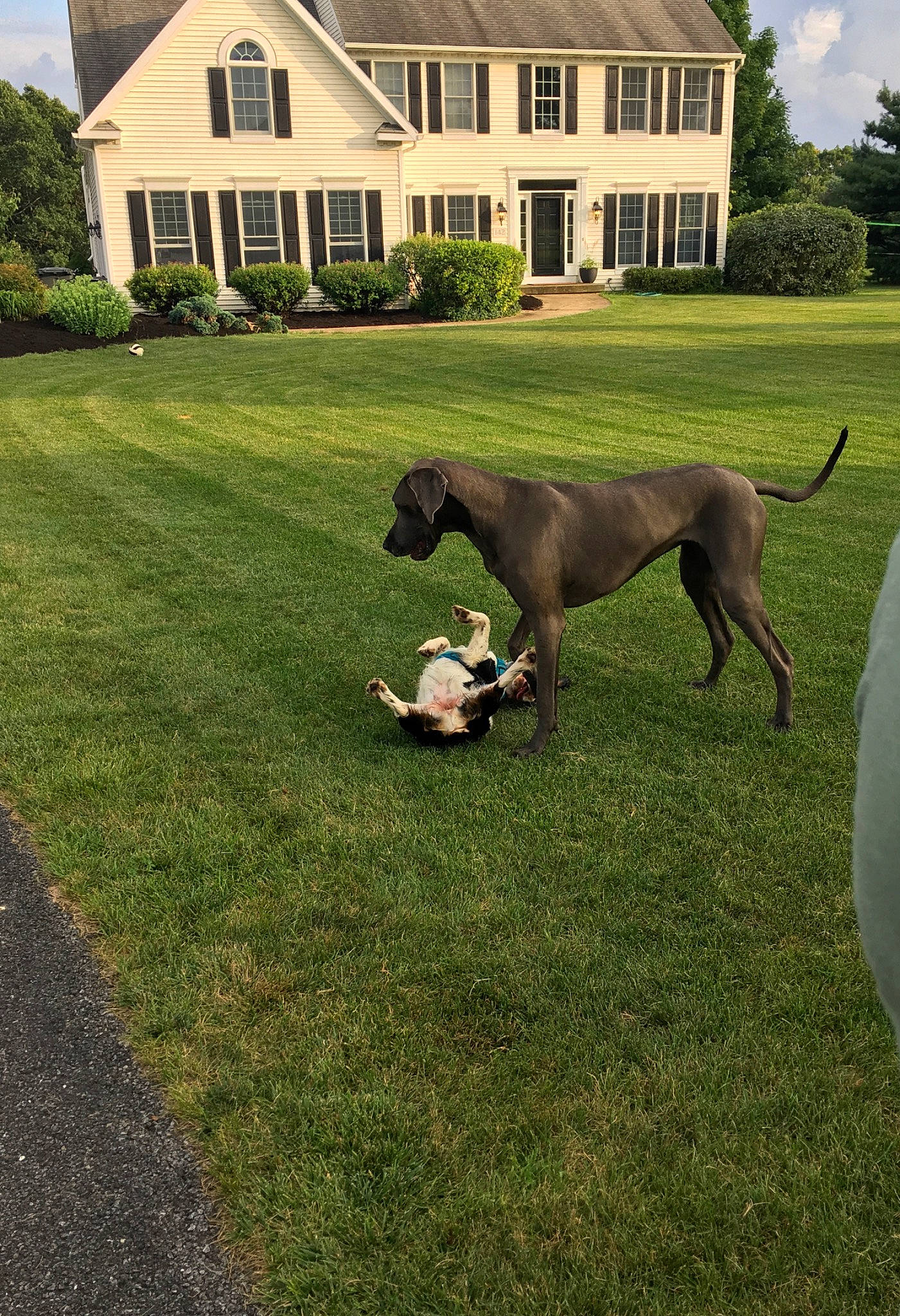 Raleigh is registered to the contest to win money with this photo: canidae, carnivore, dog, dog_breed, dog_walking, grass, great_dane, greyhound, guard_dog, home, house, lawn, lurcher, mammal, non_sporting_group, sporting_group, weimaraner, yard