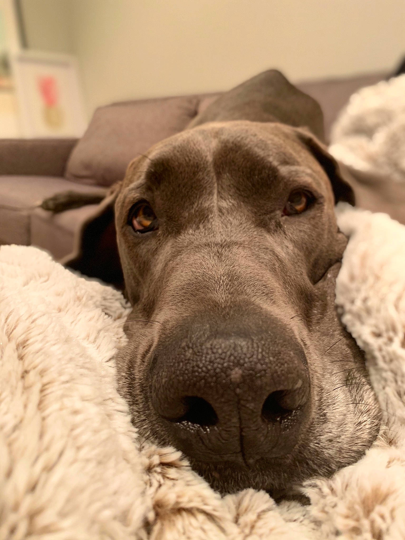 Raleigh is registered to the contest to win money with this photo: canidae, carnivore, dog, dog_breed, ear, galgo_espanol, great_dane, greyhound, guard_dog, mammal, non_sporting_group, nose, pointer, snout, sporting_group, vertebrate, weimaraner, whiskers