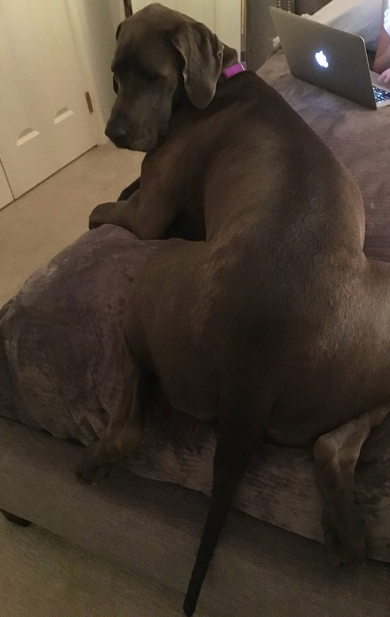 Raleigh joined the competition — help win amazing prizes! canidae, carnivore, companion_dog, dog, dog_breed, fawn, great_dane, snout, sporting_group, weimaraner