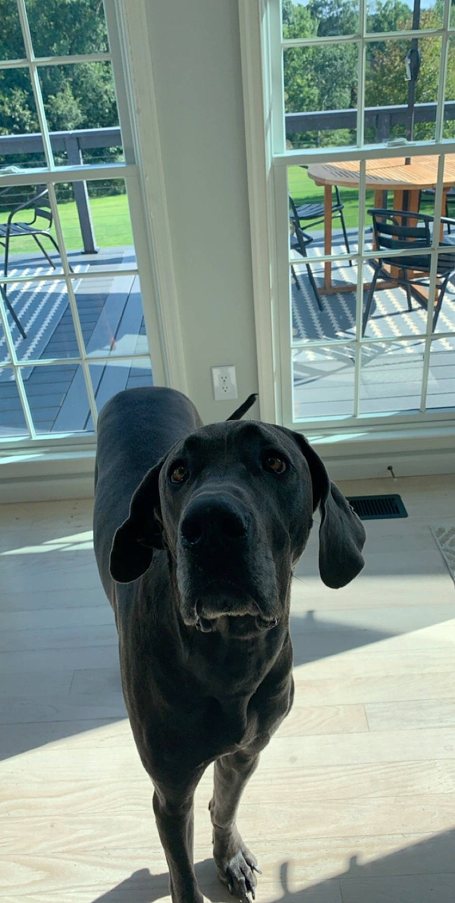 Raleigh is registered to the contest to win money with this photo: bandog, canidae, carnivore, dog, dog_breed, ear, fawn, fila_brasileiro, great_dane, guard_dog, labrador_retriever, mammal, non_sporting_group, snout, sporting_group, working_dog