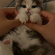 Fia joined the competition — help win amazing prizes! bed, big_eyes, blanket, cat, cozy, cute, fur, hands, human_hands, indoor, kitten, kitten_face, looking_at_camera, paws, pet, pink_nose, playful, portrait, tiny_paws, whiskers