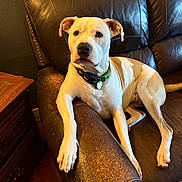 Londyn is registered to the contest to win money with this photo: animal, attentive, brown_leather_couch, calm, canine, collar, companion, cozy, dog, domestic, floor, furniture, home_interior, indoor, light_colored_dog, paw, pet, relaxed, sitting, wooden_furniture