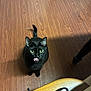 bag_strap, black_cat, cat, chair_leg, curious, domestic_cat, feline, floor_texture, green_eyes, indoor, looking_up, paws, pet, portrait, shadow, sitting, tail, tongue_out, whiskers, wood_floor