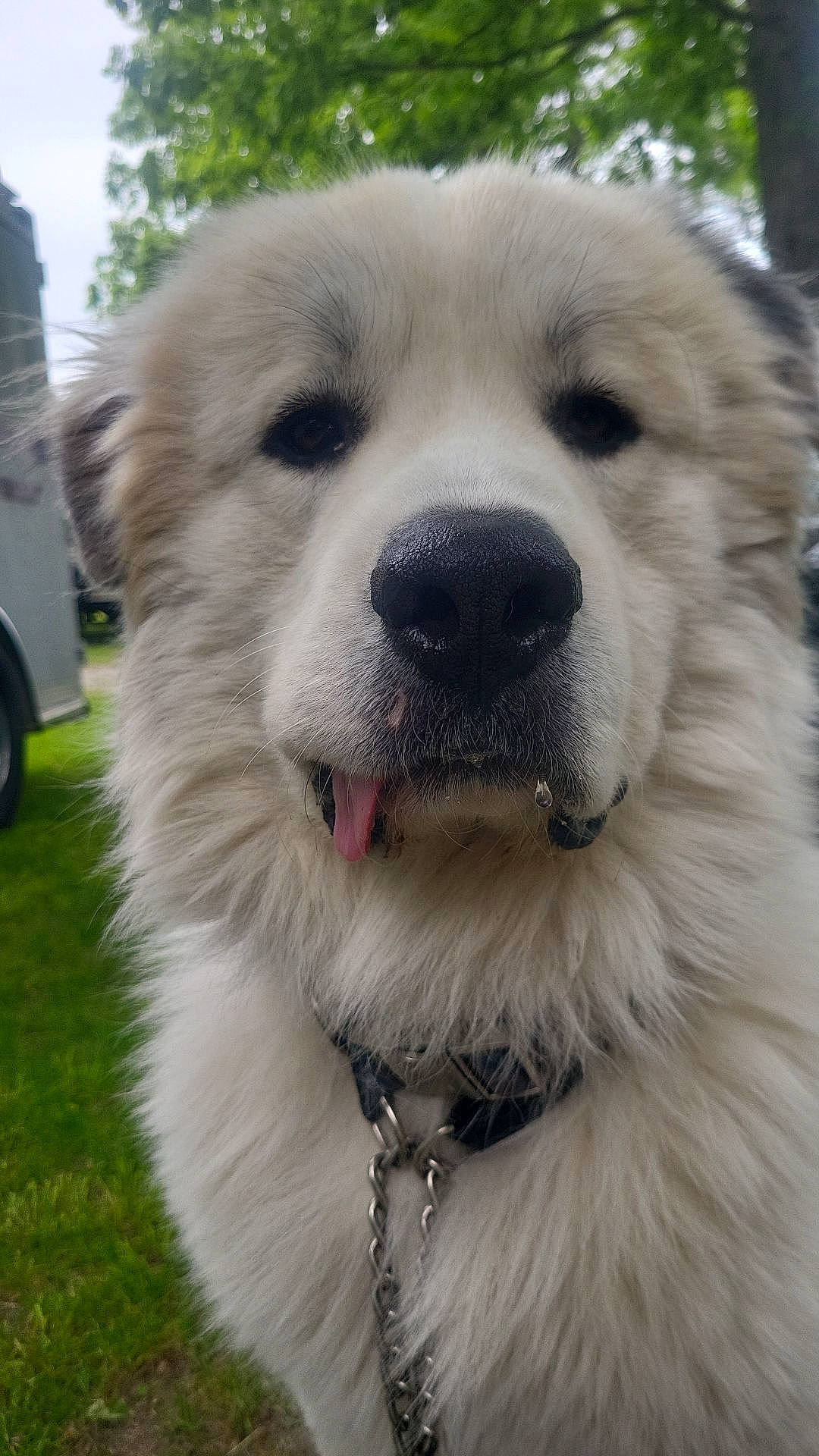 Kyro is registered to the contest to win money with this photo: canidae, carnivore, collar, companion_dog, dog, dog_breed, dog_collar, fawn, fur, giant_dog_breed, livestock_guardian_dog, paw, polish_tatra_sheepdog, snout, sporting_group, tire, wheel, whiskers, working_animal, working_dog
