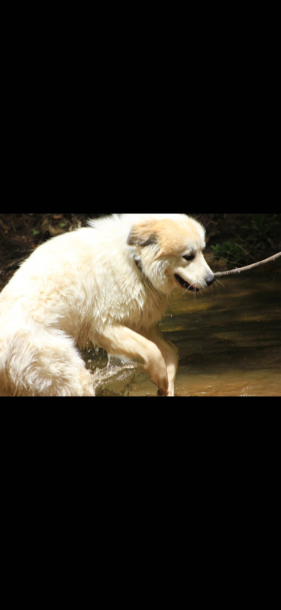 Kyro joined the competition — help win amazing prizes! ancient_dog_breeds, carnivore, companion_dog, darkness, dog, dog_breed, fang, fur, non_sporting_group, polish_tatra_sheepdog, slovak_cuvac, tail, terrestrial_animal, working_animal, working_dog