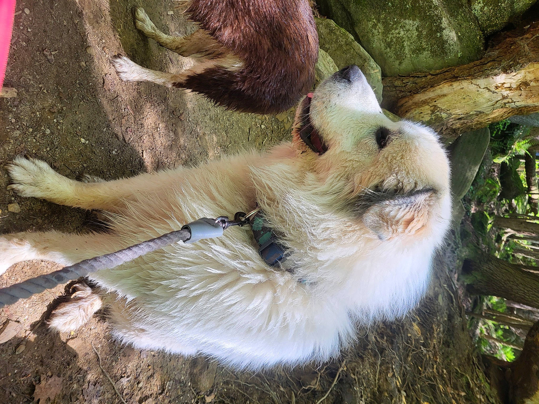 Kyro joined the competition — help win amazing prizes! canidae, carnivore, claw, companion_dog, dog_breed, fawn, felidae, fox, fur, grass, marsupial, paw, small_to_medium_sized_cats, snout, sporting_group, tail, terrestrial_animal, whiskers, wildlife, zoo