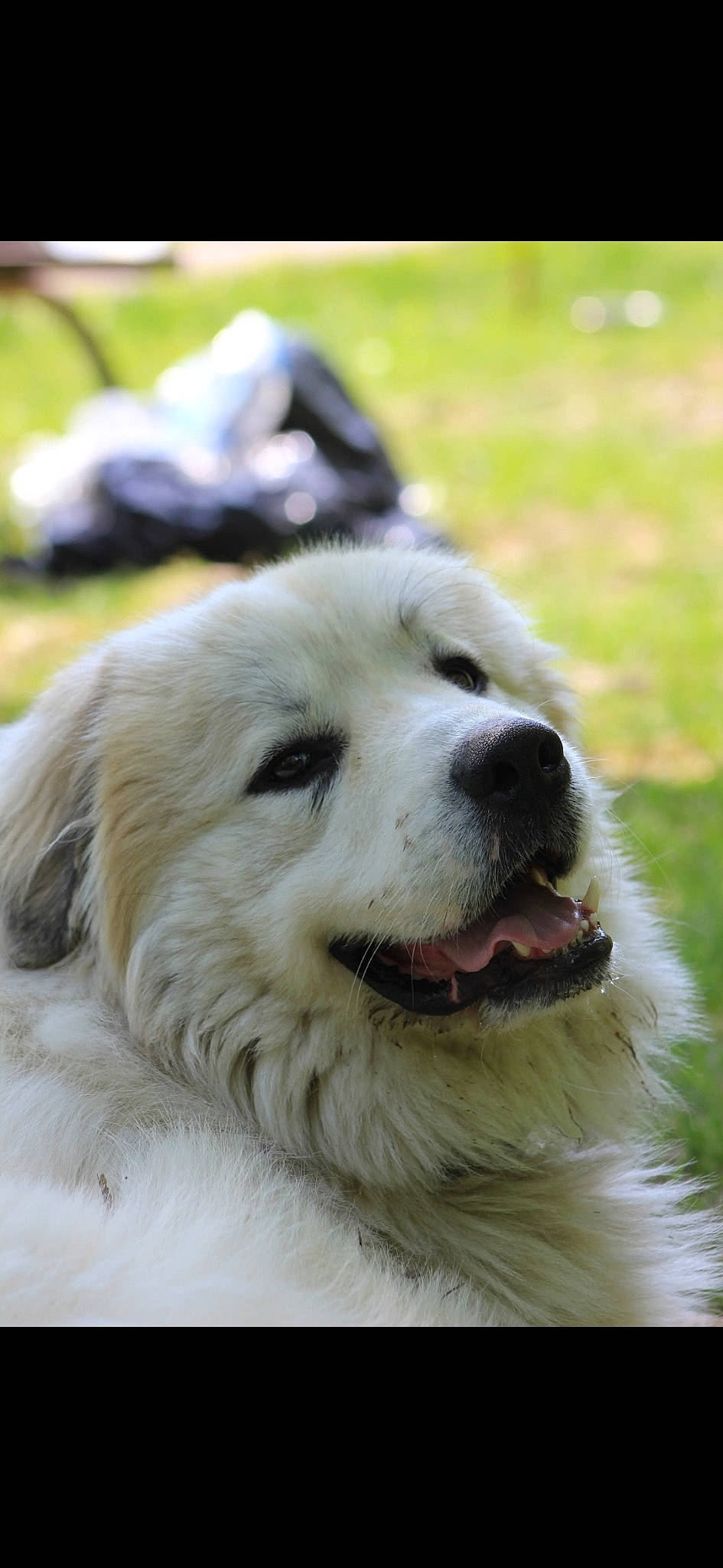 Kyro joined the competition — help win amazing prizes! canidae, carnivore, collar, companion_dog, dog, dog_breed, fang, fawn, fur, grass, jaw, livestock_guardian_dog, pet_supply, plant, snout, sporting_group, terrestrial_animal, whiskers, working_animal, working_dog