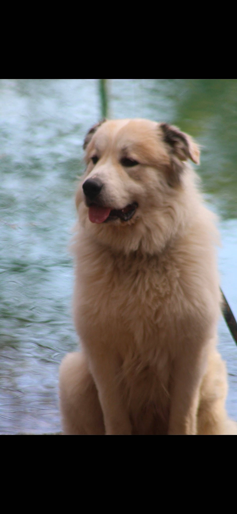 Kyro joined the competition — help win amazing prizes! ancient_dog_breeds, canidae, carnivore, companion_dog, dog, dog_breed, event, fang, fawn, fur, lake, snout, sporting_group, terrestrial_animal, water, whiskers, working_animal, working_dog