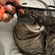Charlie is registered to the contest to win money with this photo: animal, bed, blanket, cat, closeup, cozy, cute, domestic, fur, hand, indoor, pet, playful, relaxed, resting, sleepy, striped, sunglasses, tabby, whiskers