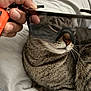 animal, bed, blanket, cat, closeup, cozy, cute, domestic, fur, hand, indoor, pet, playful, relaxed, resting, sleepy, striped, sunglasses, tabby, whiskers