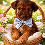 puppy, dog, bow_tie, wicker_basket, flowers, meadow, grass, butterfly, cute, fluffy, brown, polka_dot, blue, soft_blanket, outdoor, spring, nature, animal, portrait, close_up