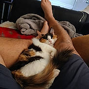 Coco is registered to the contest to win money with this photo: cat, calico_cat, pet, animal, furry, tail, legs, person, relaxing, indoor, couch, blanket, comfort, resting, home, furniture, fan, casual, shorts, cozy