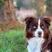 Taho participe au concours pour gagner de l'argent avec cette photo : dog, brown, white, blue_eyes, outdoor, grass, tree, pet, animal, portrait, nature, fur, canine, closeup, muzzle, ears, collar, leash, background_blur, alert
