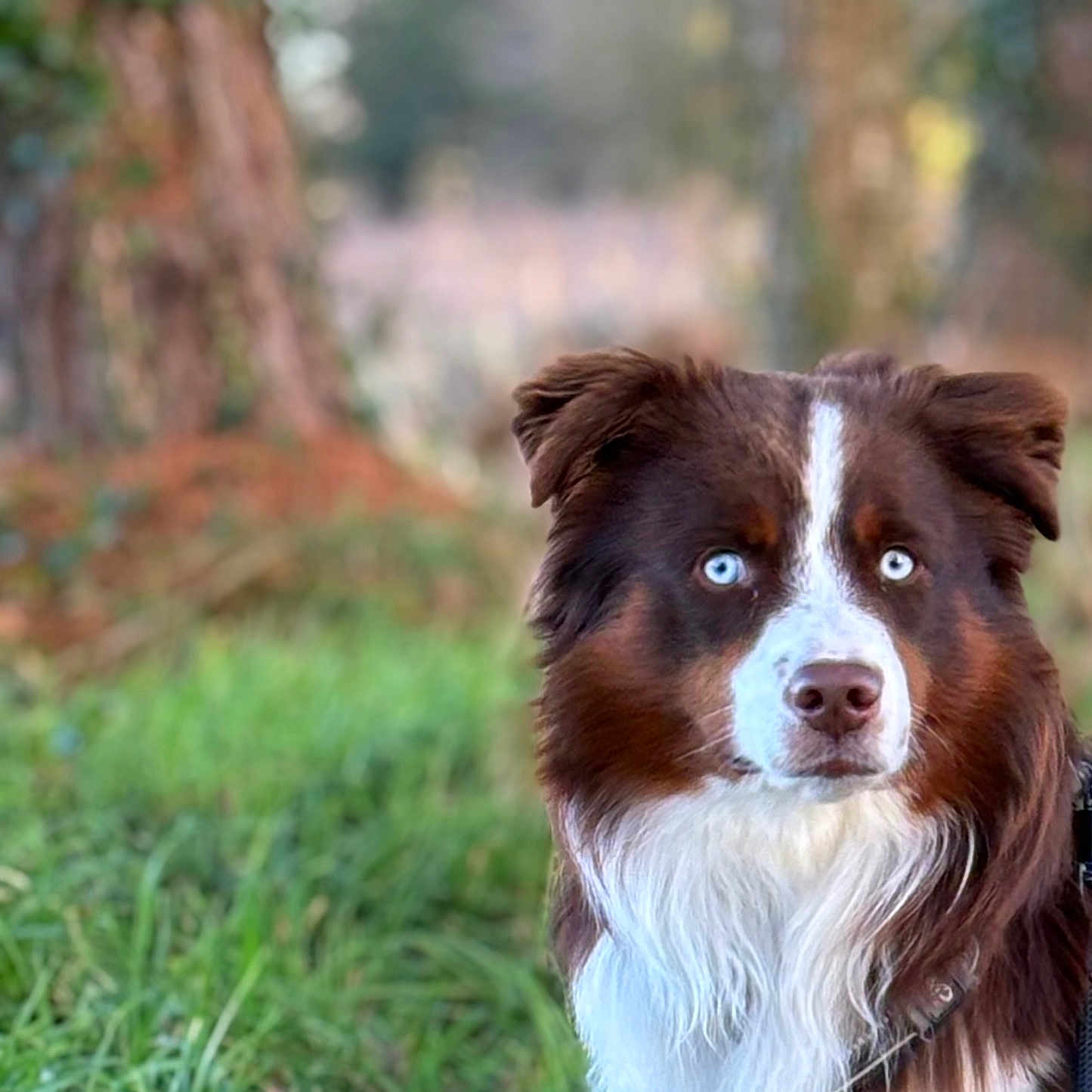 Taho participe au concours pour gagner de l'argent avec cette photo : alert, animal, background_blur, blue_eyes, brown, canine, closeup, collar, dog, ears, fur, grass, leash, muzzle, nature, outdoor, pet, portrait, tree, white