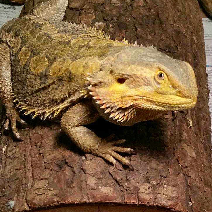 Rango is registered to the contest to win money with this photo: