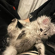 Alfie a rejoint le concours — aidez-le/la à gagner de superbes lots ! abyssinian, angora, animal, blanket, cat, clothing, couch, face, formalwear, furniture, head, kitten, manx, pants, person, pet, photography, portrait, siamese, sleeping