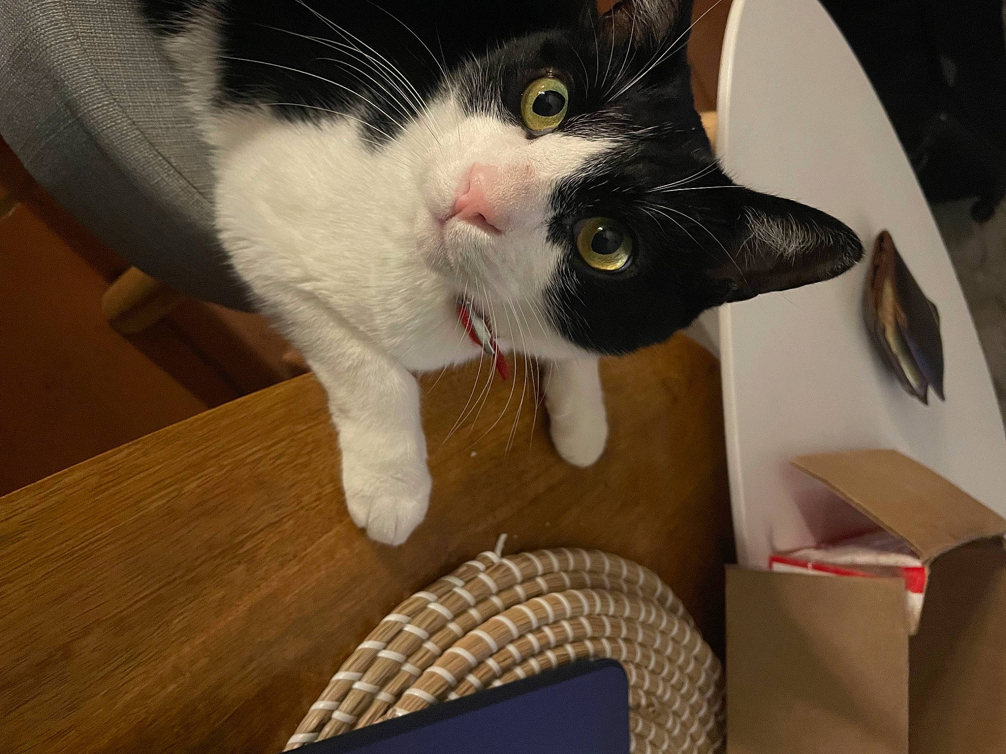 Félix a rejoint le concours — aidez-le/la à gagner de superbes lots ! automotive_tire, carnivore, cat, comfort, domestic_short_haired_cat, eye, felidae, fur, hardwood, lap, paw, small_to_medium_sized_cats, snout, tail, tire, tread, vehicle, wheel, whiskers, wood