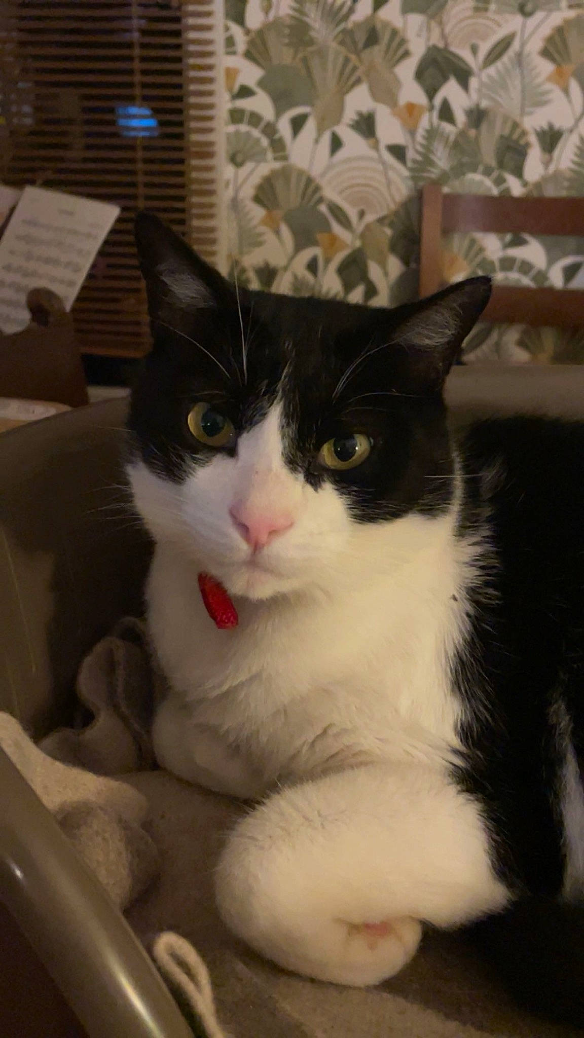 Félix participe au concours pour gagner de l'argent avec cette photo : carnivore, cat, comfort, domestic_short_haired_cat, felidae, foot, fur, paw, sitting, small_to_medium_sized_cats, snout, tail, terrestrial_animal, whiskers, window