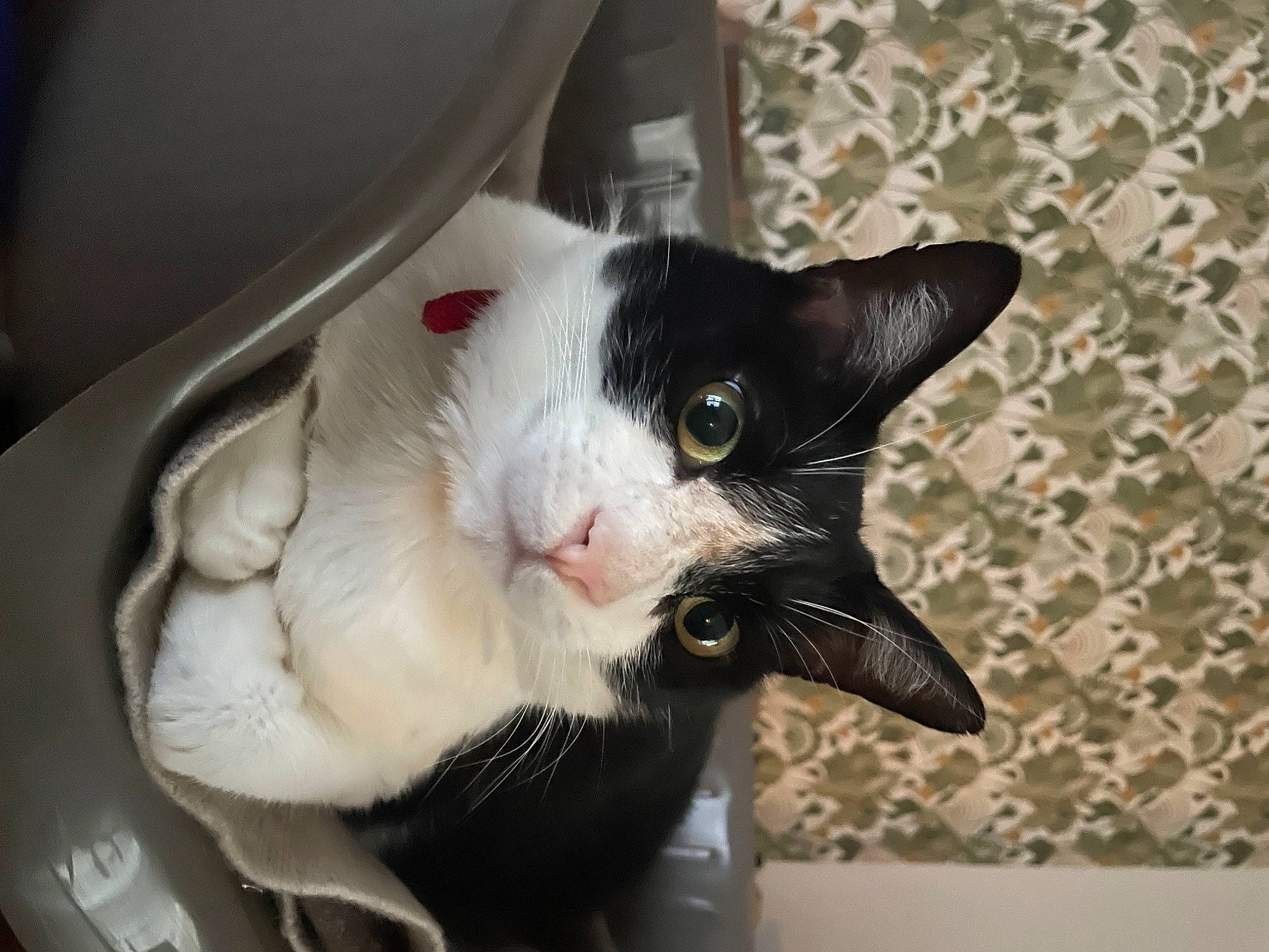 Félix participe au concours pour gagner de l'argent avec cette photo : carnivore, cat, claw, collar, domestic_short_haired_cat, fang, felidae, fur, small_to_medium_sized_cats, snout, tail, terrestrial_animal, whiskers