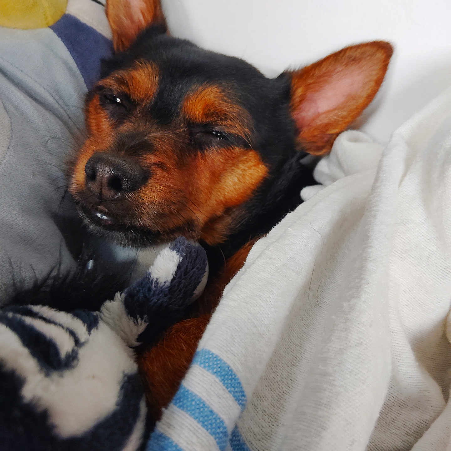 Mammas joined the competition — help win amazing prizes! animal, blanket, brown_and_black, close_up, comfort, cozy, cute, dog, domestic_animal, ears, fur, indoor, pet, plush_toy, portrait, relaxed, resting, sleepy, snout, soft