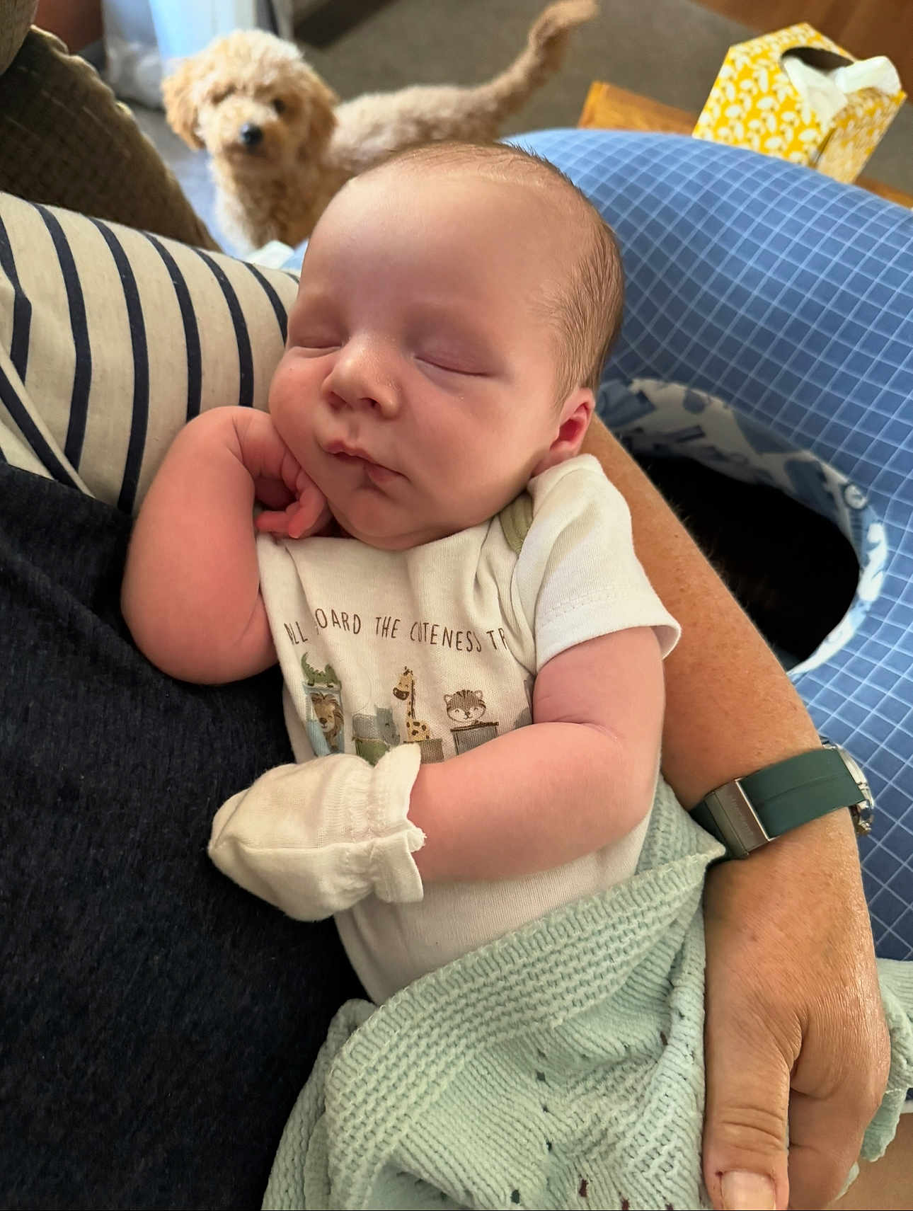 Abel joined the competition — help win amazing prizes! baby, newborn, sleeping, infant, person, arm, dog, puppy, blanket, mitten, clothing, cute, rest, indoor, holding, soft, cozy, watching, pet, relaxation