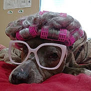 Prissy is registered to the contest to win money with this photo: dog, bed, glasses, wig, curlers, pink, brown_dog, pet, indoor, resting, blanket, fur, cute, animal, relaxed, household, portrait, sleepy, closeup, funny