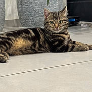Perle a rejoint le concours — aidez-le/la à gagner de superbes lots ! cat, kitten, tabby, indoor, floor, plant_pot, greenery, animal, pet, curious, feline, striped, young, cute, relaxed, home, tile_floor, whiskers, ears, eyes