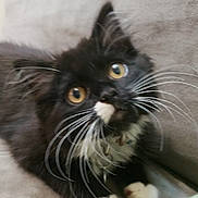 Sushi joined the competition — help win amazing prizes! kitten, cat, black_and_white, whiskers, yellow_eyes, pet, cute, animal, feline, young, soft_surface, indoor, close_up, paws, curious, fur, domestic_animal, resting, mammal, companion