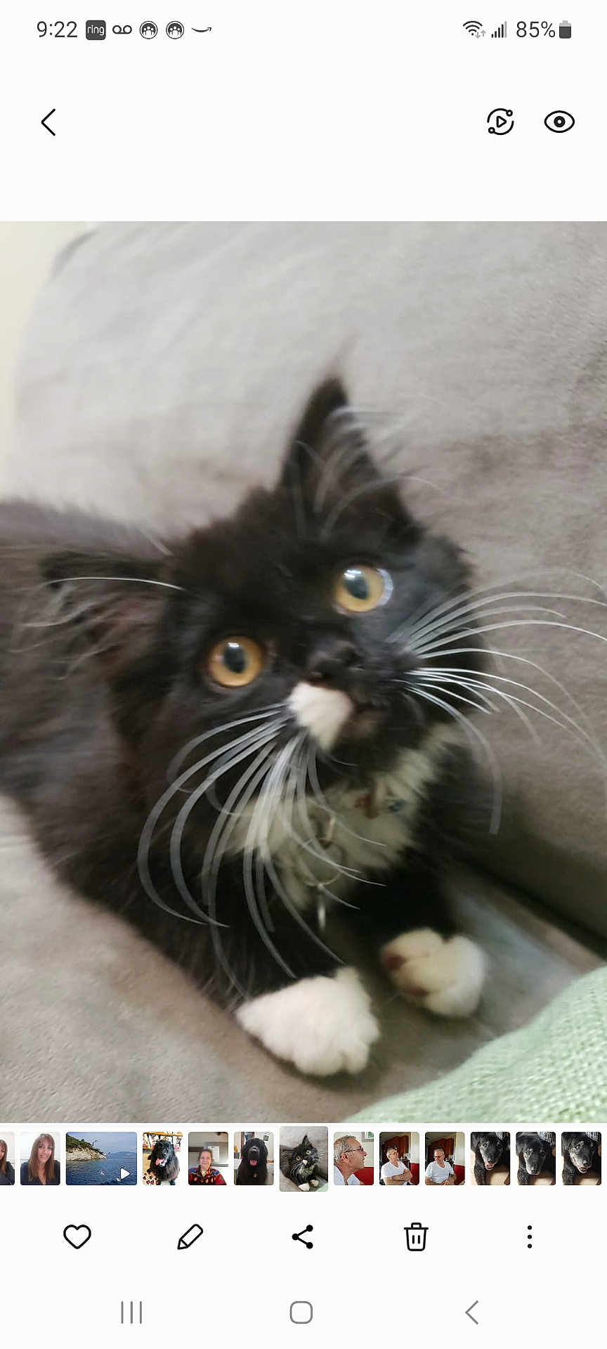 Sushi joined the competition — help win amazing prizes! kitten, cat, black_and_white, whiskers, yellow_eyes, pet, cute, animal, feline, young, soft_surface, indoor, close_up, paws, curious, fur, domestic_animal, resting, mammal, companion