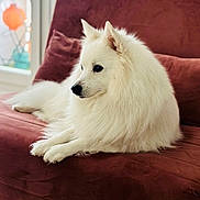 Kimbo participe au concours pour gagner de l'argent avec cette photo : animal, calm, companion, couch, cozy, cute, dog, domestic, fluffy, fur, furniture, home, indoor, pet, portrait, relaxed, side_view, sitting, white_dog, window
