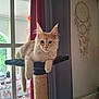 cat, cat_tree, feline, pet, indoor, relaxed, orange_cat, fluffy, paw, curtains, window, glass_door, dreamcatcher, home, furniture, sunlight, domestic_cat, resting, cute, animal