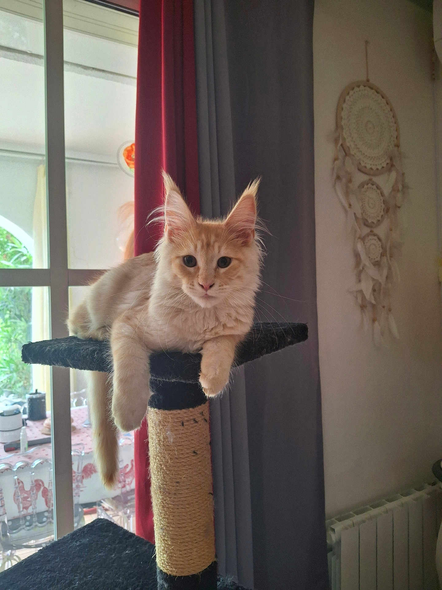Simba participe au concours pour gagner de l'argent avec cette photo : cat, cat_tree, feline, pet, indoor, relaxed, orange_cat, fluffy, paw, curtains, window, glass_door, dreamcatcher, home, furniture, sunlight, domestic_cat, resting, cute, animal