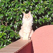 Assimba a rejoint le concours — aidez-le/la à gagner de superbes lots ! animal, cat, daylight, domestic_animal, feline, fluffy, fur, greenery, leaf, ledge, majestic, nature, outdoor, pet, plant, quiet, relaxation, sitting, sunlight, wall