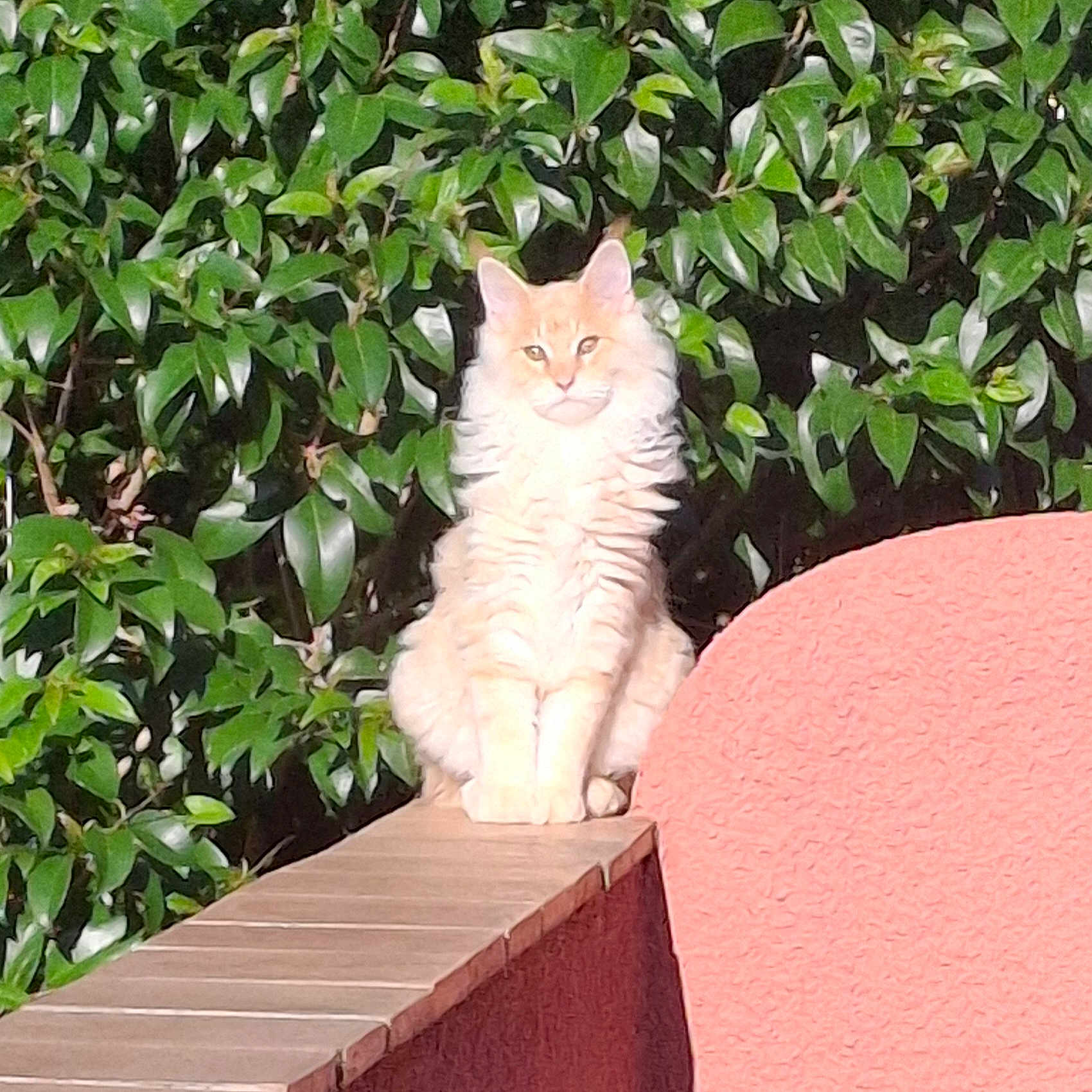 Assimba a rejoint le concours — aidez-le/la à gagner de superbes lots ! animal, cat, daylight, domestic_animal, feline, fluffy, fur, greenery, leaf, ledge, majestic, nature, outdoor, pet, plant, quiet, relaxation, sitting, sunlight, wall