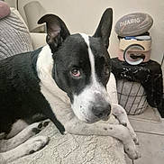 Wolf a rejoint le concours — aidez-le/la à gagner de superbes lots ! dog, black_and_white, indoor, blanket, pet, furniture, floor, lamp, basket, rugby_ball, relaxed, animal, canine, resting, portrait, looking, ears_up, tile_floor, cozy, home