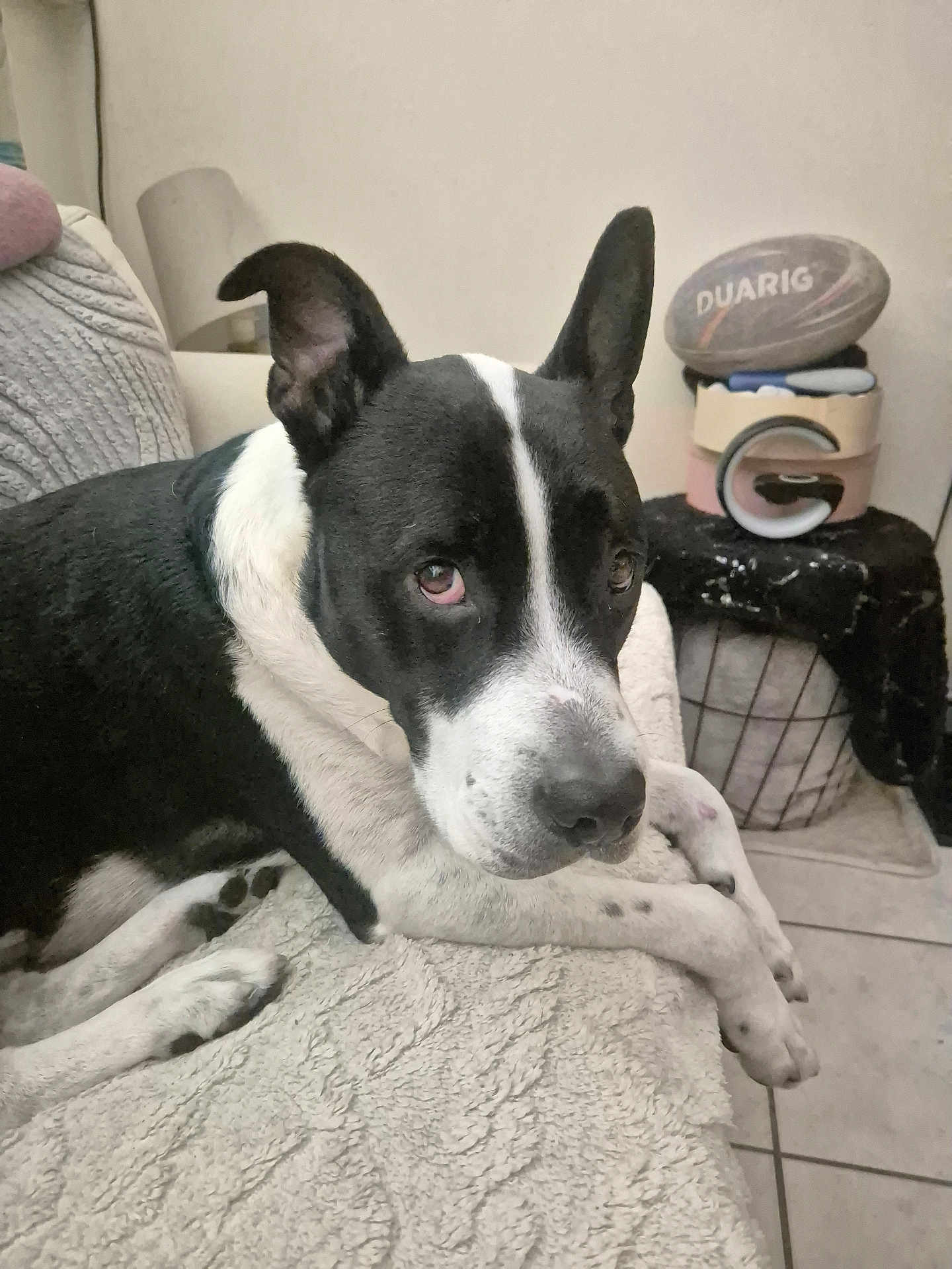 Wolf a rejoint le concours — aidez-le/la à gagner de superbes lots ! dog, black_and_white, indoor, blanket, pet, furniture, floor, lamp, basket, rugby_ball, relaxed, animal, canine, resting, portrait, looking, ears_up, tile_floor, cozy, home