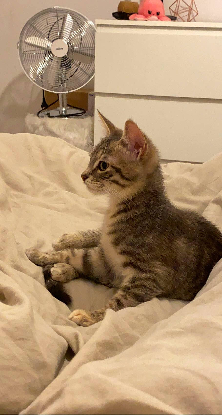 Boo a rejoint le concours — aidez-le/la à gagner de superbes lots ! bed, carnivore, cat, cat_bed, cat_supply, claw, comfort, domestic_short_haired_cat, fawn, felidae, fur, linens, nap, paw, sitting, small_to_medium_sized_cats, snout, tail, whiskers