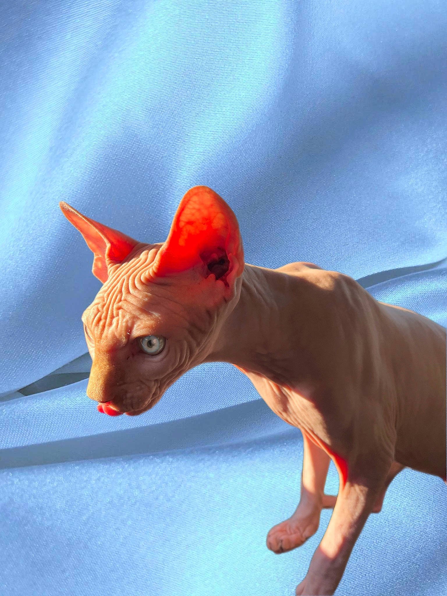 Tchouley participe au concours pour gagner de l'argent avec cette photo : animal_figure, art, canidae, carmine, carnivore, creative_arts, electric_blue, fawn, fictional_character, flesh, origami_paper, paper, paper_product, snout, tail, terrestrial_animal, toy, whiskers, working_animal