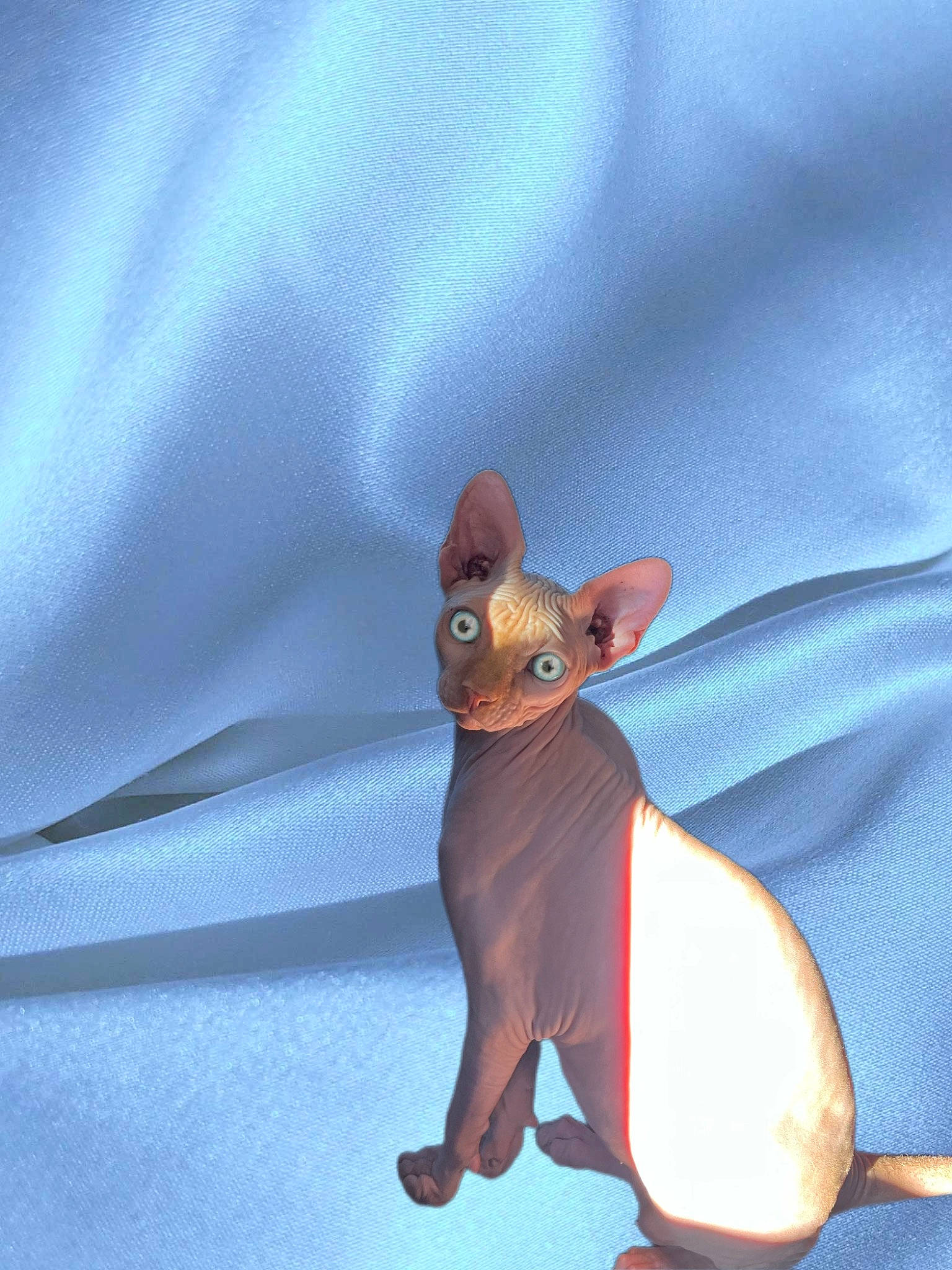 Tchouley participe au concours pour gagner de l'argent avec cette photo : animal_figure, bat, canidae, carmine, carnivore, dog, dog_breed, electric_blue, fashion_accessory, fawn, felidae, fictional_character, finger, liver, sleeve, snout, tail, terrestrial_animal, toy, whiskers