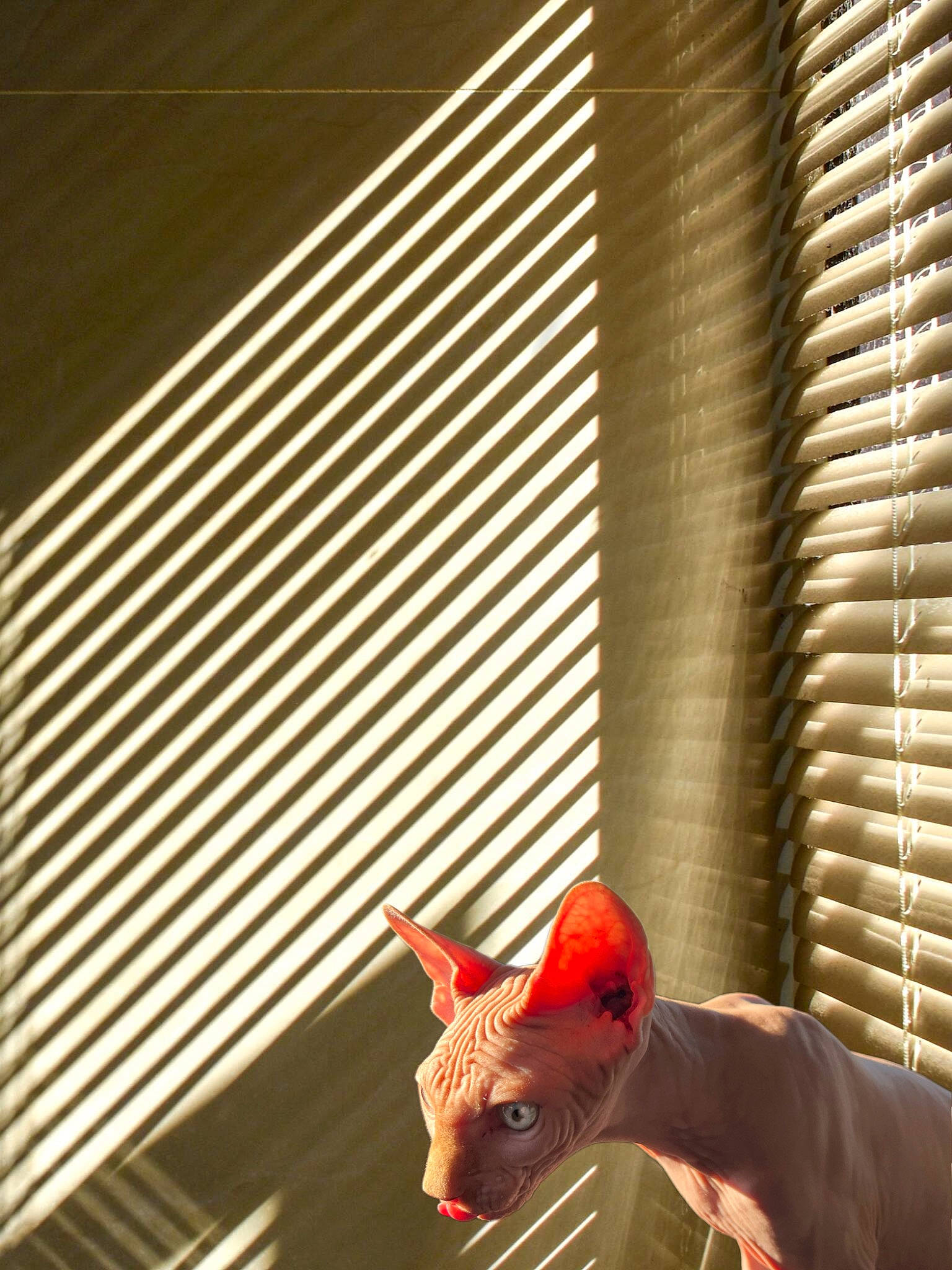 Tchouley participe au concours pour gagner de l'argent avec cette photo : building, carmine, carnivore, dog_breed, domestic_pig, fawn, line, livestock, metal, room, suidae, tail, tints_and_shades, tower_block, toy, wall, whiskers, window_covering, window_treatment, wood