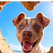 Vanelle participe au concours pour gagner de l'argent avec cette photo : animal, beach, blue_eyes, canine, close_up, cute, daylight, dog, excited, happy, hole, nature, outdoor, pet, playful, sand, sky, smiling, sunny, tongue_out