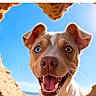 animal, beach, blue_eyes, canine, close_up, cute, daylight, dog, excited, happy, hole, nature, outdoor, pet, playful, sand, sky, smiling, sunny, tongue_out