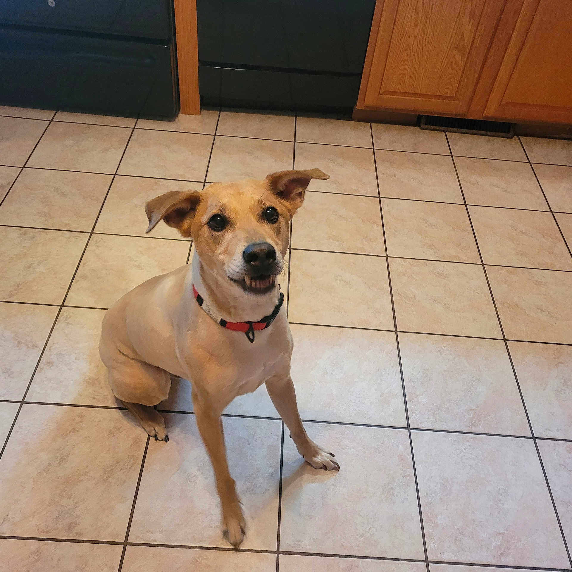 Laramie is registered to the contest to win money with this photo: animal, appliances, cabinet, canine, collar, companion, cute, dog, domestic_animal, expression, floor_tiles, friendly, household, indoor, kitchen, looking_up, pet, sitting, tan_dog, tile_floor