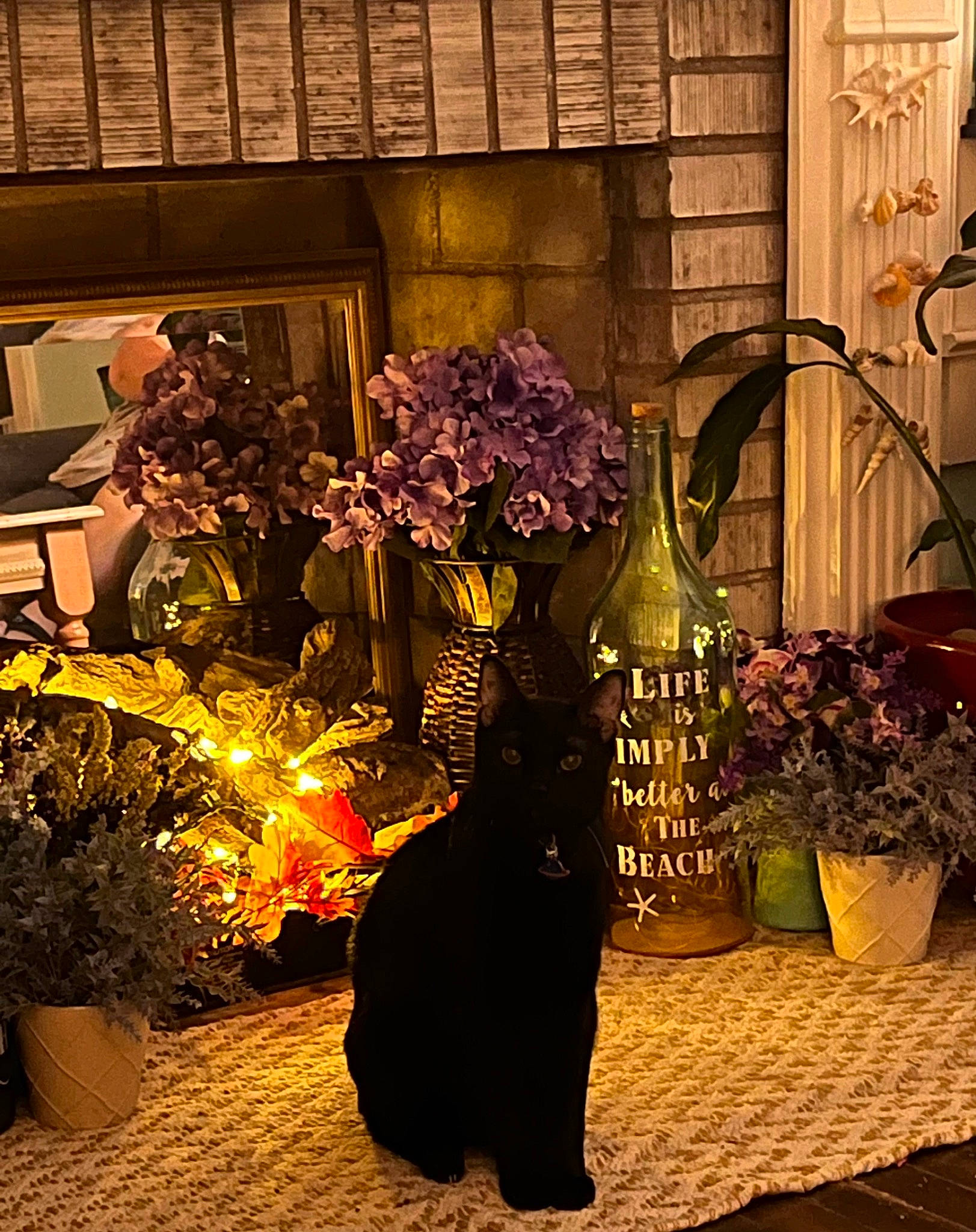 Jack is registered to the contest to win money with this photo: black, botany, carnivore, cat, door, felidae, flooring, floral_design, floristry, flower, flower_arranging, flowerpot, grass, house, houseplant, interior_design, plant, purple, tints_and_shades, window