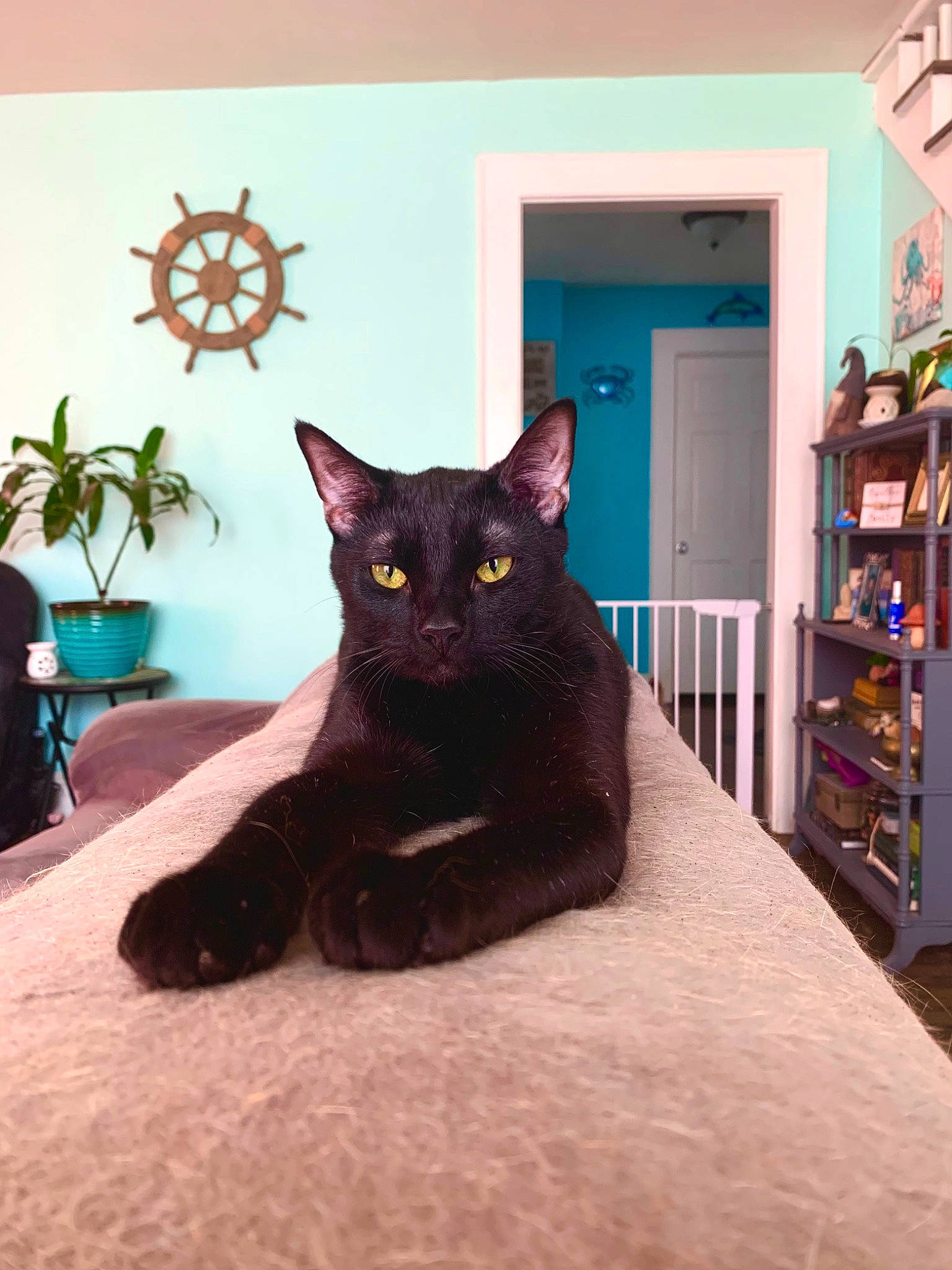 Jack joined the competition — help win amazing prizes! black_cat, bombay, carnivore, cat, chair, domestic_short_haired_cat, felidae, floor, flooring, fur, hardwood, houseplant, plant, room, shelf, small_to_medium_sized_cats, tail, whiskers, window, wood