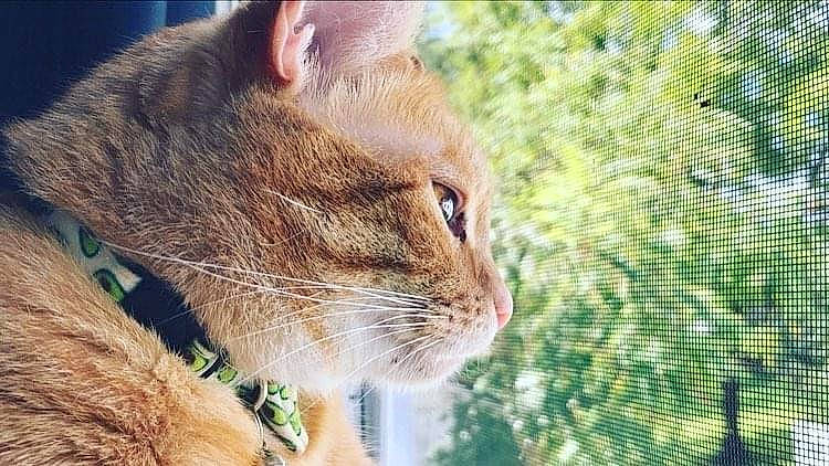 Alexander Hamilton joined the competition — help win amazing prizes! carnivore, cat, close_up, domestic_short_haired_cat, fawn, felidae, fur, grass, mesh, plant, small_to_medium_sized_cats, snout, terrestrial_animal, tree, whiskers, wildlife, wood