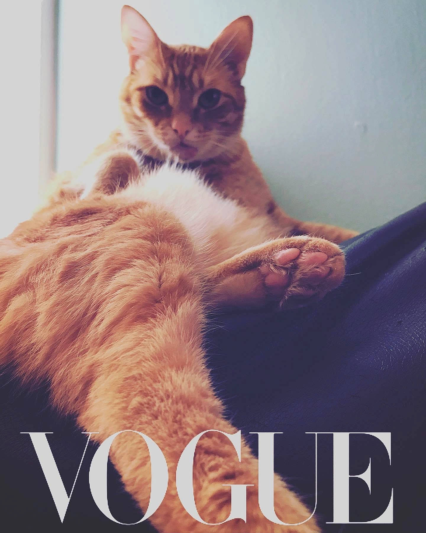 Alexander Hamilton joined the competition — help win amazing prizes! carnivore, cat, claw, comfort, domestic_short_haired_cat, felidae, font, foot, fur, gesture, happy, lap, metal, paw, photo_caption, sitting, small_to_medium_sized_cats, square, tail, whiskers