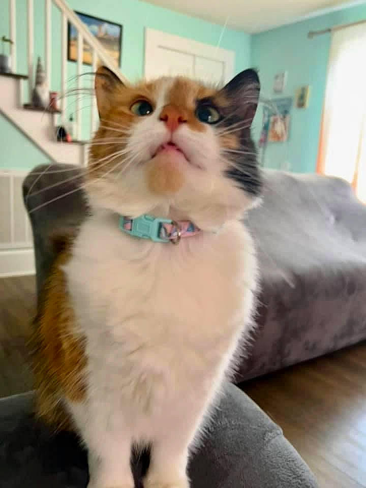 Wolverina joined the competition — help win amazing prizes! carnivore, cat, claw, collar, comfort, domestic_short_haired_cat, fawn, felidae, flooring, fur, paw, sitting, small_to_medium_sized_cats, snout, tail, whiskers, window