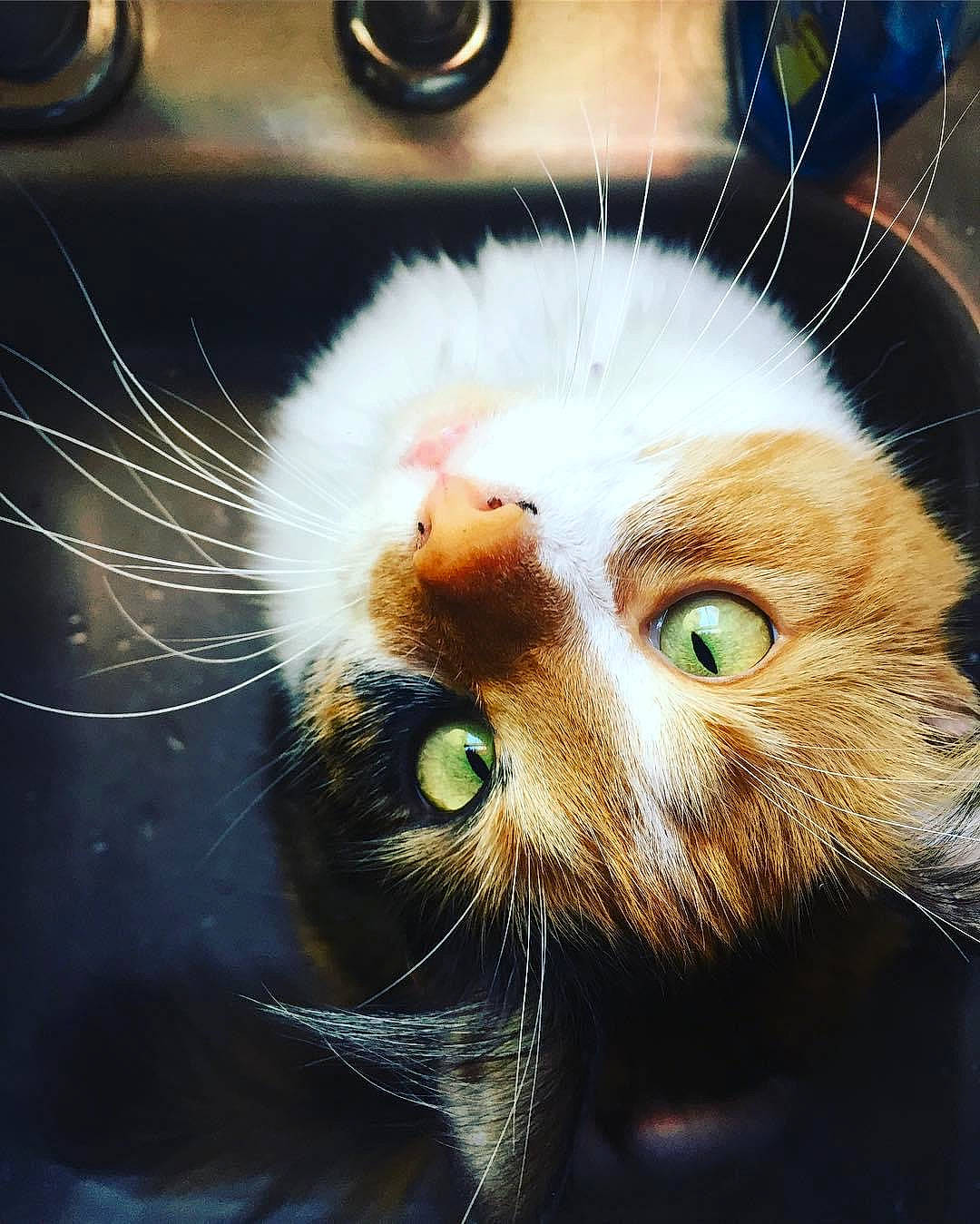 Wolverina is registered to the contest to win money with this photo: art, carnivore, cat, claw, close_up, domestic_short_haired_cat, ear, fawn, felidae, fur, macro_photography, organism, paw, photo_caption, small_to_medium_sized_cats, snout, still_life_photography, tail, whiskers, wildlife