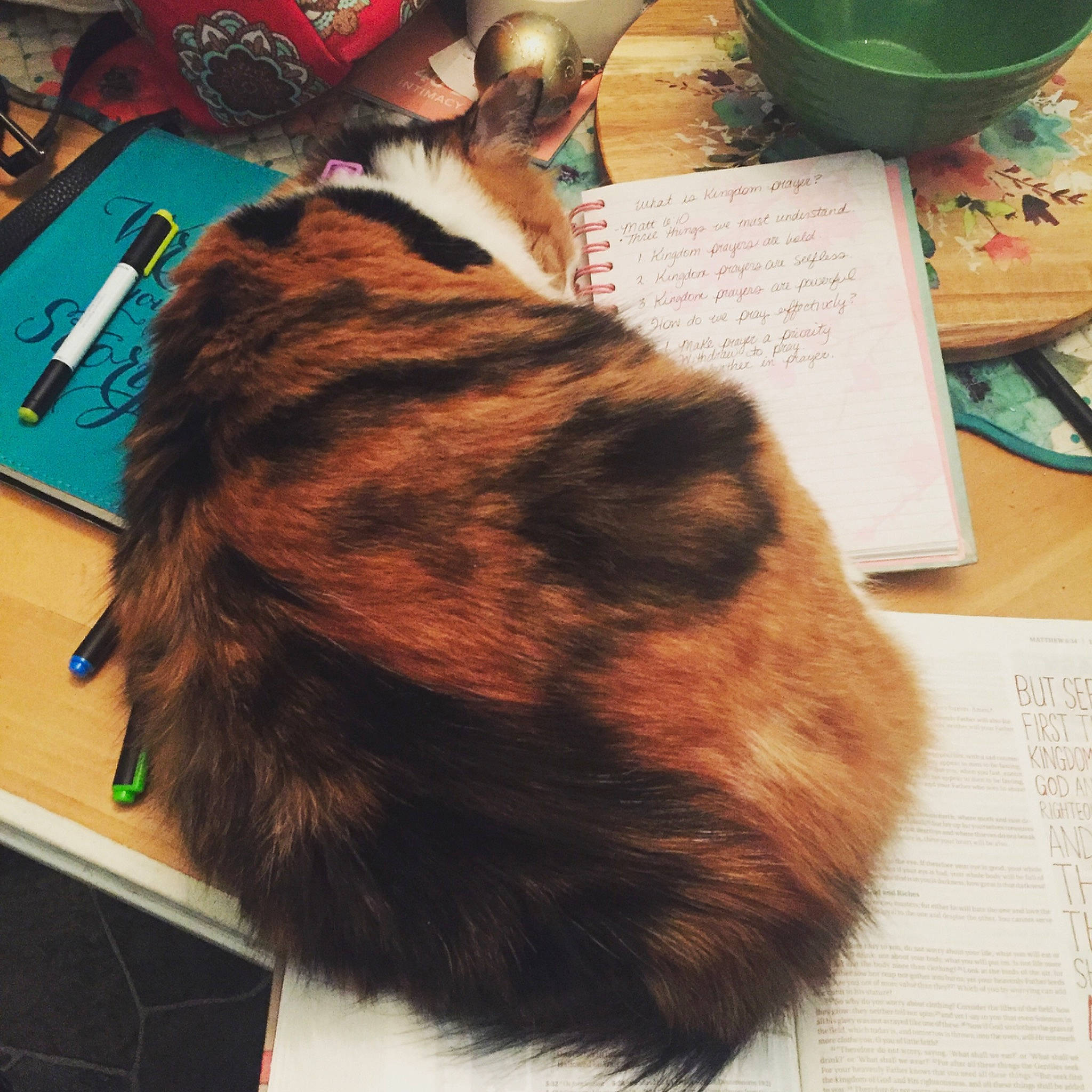 Wolverina joined the competition — help win amazing prizes! bag, canidae, carnivore, cat, felidae, fur, hat, lap, office_supplies, serveware, small_to_medium_sized_cats, stationery, table, tableware, tail, whiskers